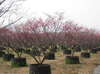 PVC/HDPE Air Pruning Pot for Nursery 