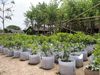 Needle Punch Non Woven Geotextile Felt Grow Bags And Containers