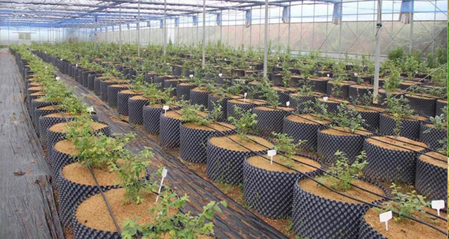 PVC/HDPE Air Pruning Pot for Nursery 