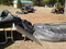 BLACK GT400 PP Woven Dewatering Geotube Breakwater For Cofferdam Geotube Dam