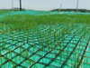 Coconut Fiber Erosion Control Blanket / Mat Reinforced By Nonwoven And Geogrid
